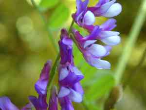 Hairy vetch(Vicia villosa)