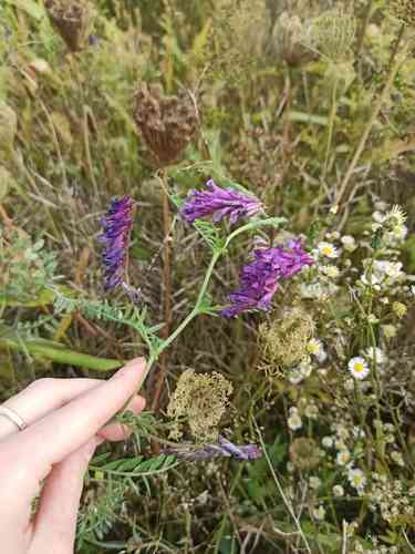 Hairy vetch(Vicia villosa)