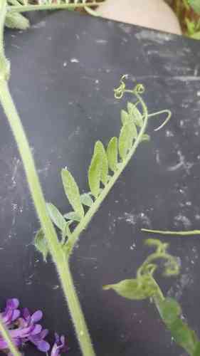 Hairy vetch(Vicia villosa)