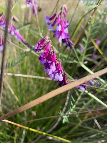 Hairy vetch(Vicia villosa)