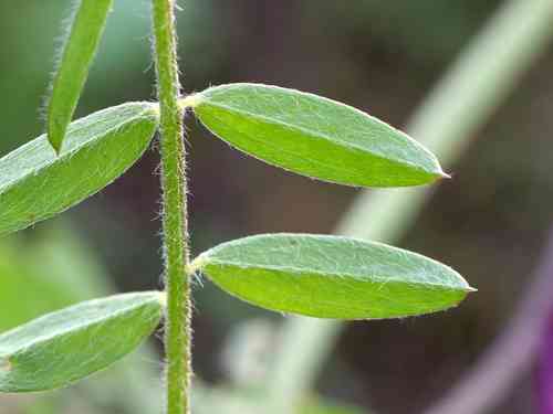 Hairy vetch(Vicia villosa)