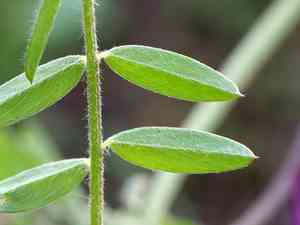 Hairy vetch(Vicia villosa)