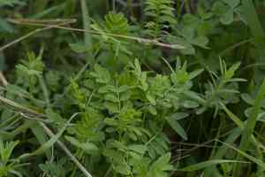 Vetches (Vicia)(Vicia)