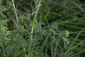 Vetches (Vicia)(Vicia)
