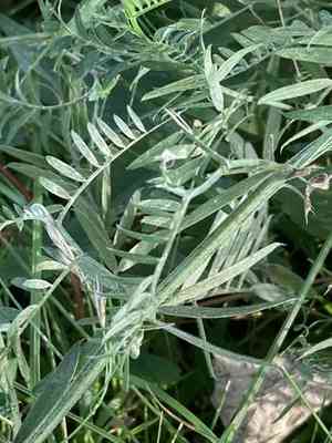 Vetches (Vicia)(Vicia)