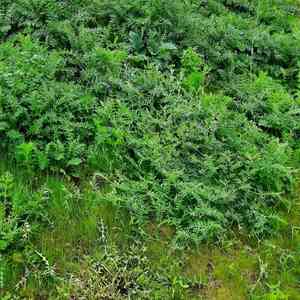 Vetches (Vicia)(Vicia)