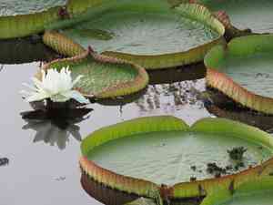 Santa cruz waterlily(Victoria cruziana)