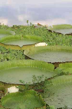 Santa cruz waterlily(Victoria cruziana)
