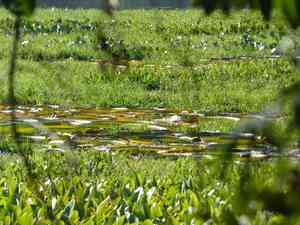 Santa cruz waterlily(Victoria cruziana)