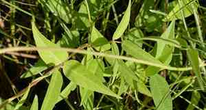 Hairypod cowpea(Vigna luteola)