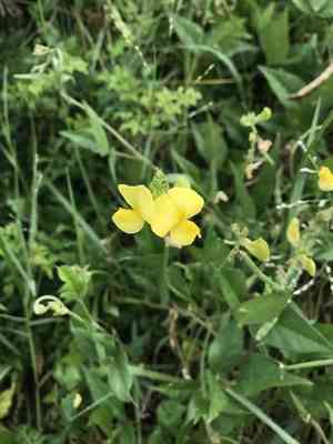 Hairypod cowpea(Vigna luteola)