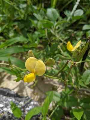 Hairypod cowpea(Vigna luteola)