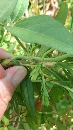 Hairypod cowpea(Vigna luteola)