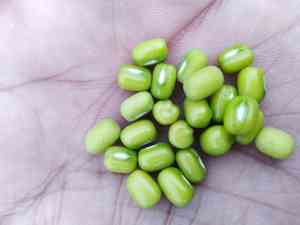 Mung bean(Vigna radiata)
