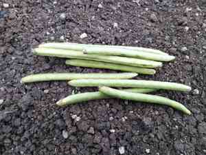 Mung bean(Vigna radiata)