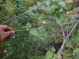 Ricebean(Vigna umbellata)