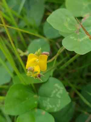 Ricebean(Vigna umbellata)