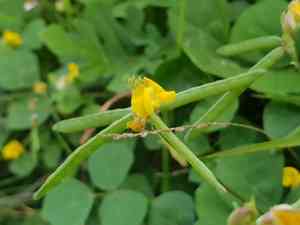 Ricebean(Vigna umbellata)