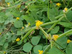 Ricebean(Vigna umbellata)