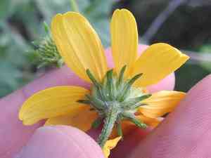 Toothleaf Goldeneye(Viguiera dentata)