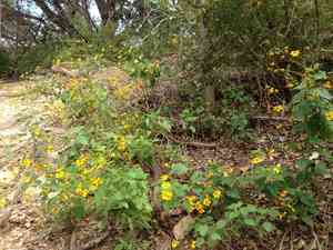 Toothleaf Goldeneye(Viguiera dentata)