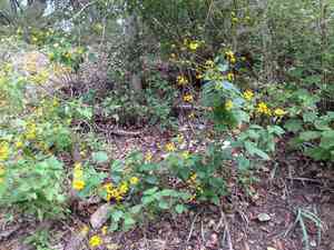 Toothleaf Goldeneye(Viguiera dentata)