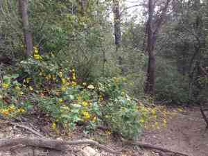 Toothleaf Goldeneye(Viguiera dentata)