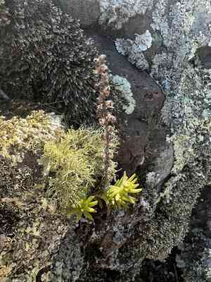 Rat's-tail succulent(Villadia squamulosa)