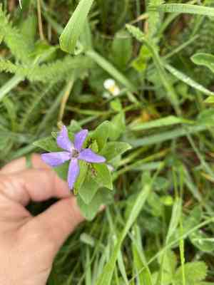 Herbaceous periwinkle(Vinca herbacea)