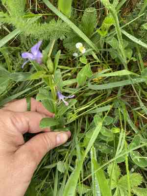 Herbaceous periwinkle(Vinca herbacea)