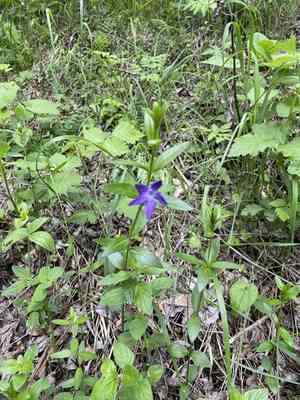 Herbaceous periwinkle(Vinca herbacea)