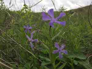 Herbaceous periwinkle(Vinca herbacea)