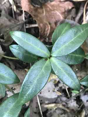 Common periwinkle(Vinca minor)