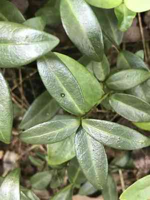 Common periwinkle(Vinca minor)