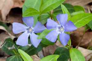 Common periwinkle(Vinca minor)