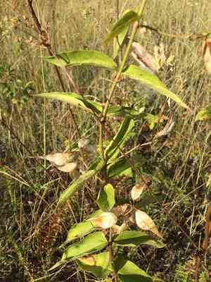 Swallow wort(Vincetoxicum hirundinaria)
