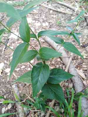 Swallow wort(Vincetoxicum hirundinaria)