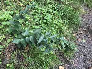 Swallow wort(Vincetoxicum hirundinaria)