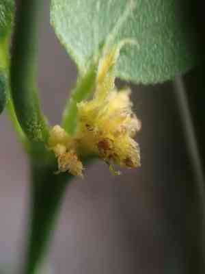 Swallow wort(Vincetoxicum hirundinaria)