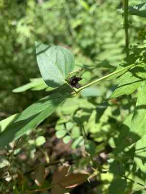 Black swallow-wort(Vincetoxicum nigrum)