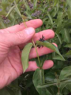 Black swallow-wort(Vincetoxicum nigrum)
