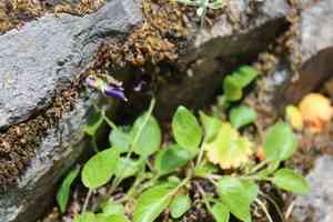 Early blue violet(Viola adunca)