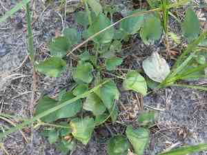 Early blue violet(Viola adunca)