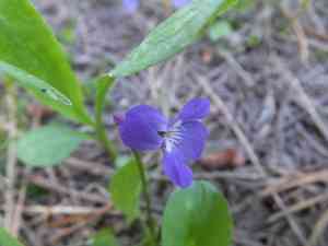 Early blue violet(Viola adunca)
