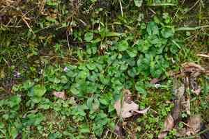 Common violet(Viola arcuata)