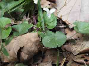 Common violet(Viola arcuata)