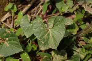 Common violet(Viola arcuata)