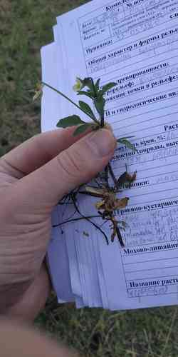 Field pansy(Viola arvensis)