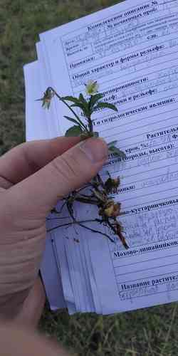 Field pansy(Viola arvensis)