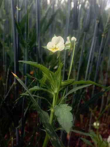 Field pansy(Viola arvensis)